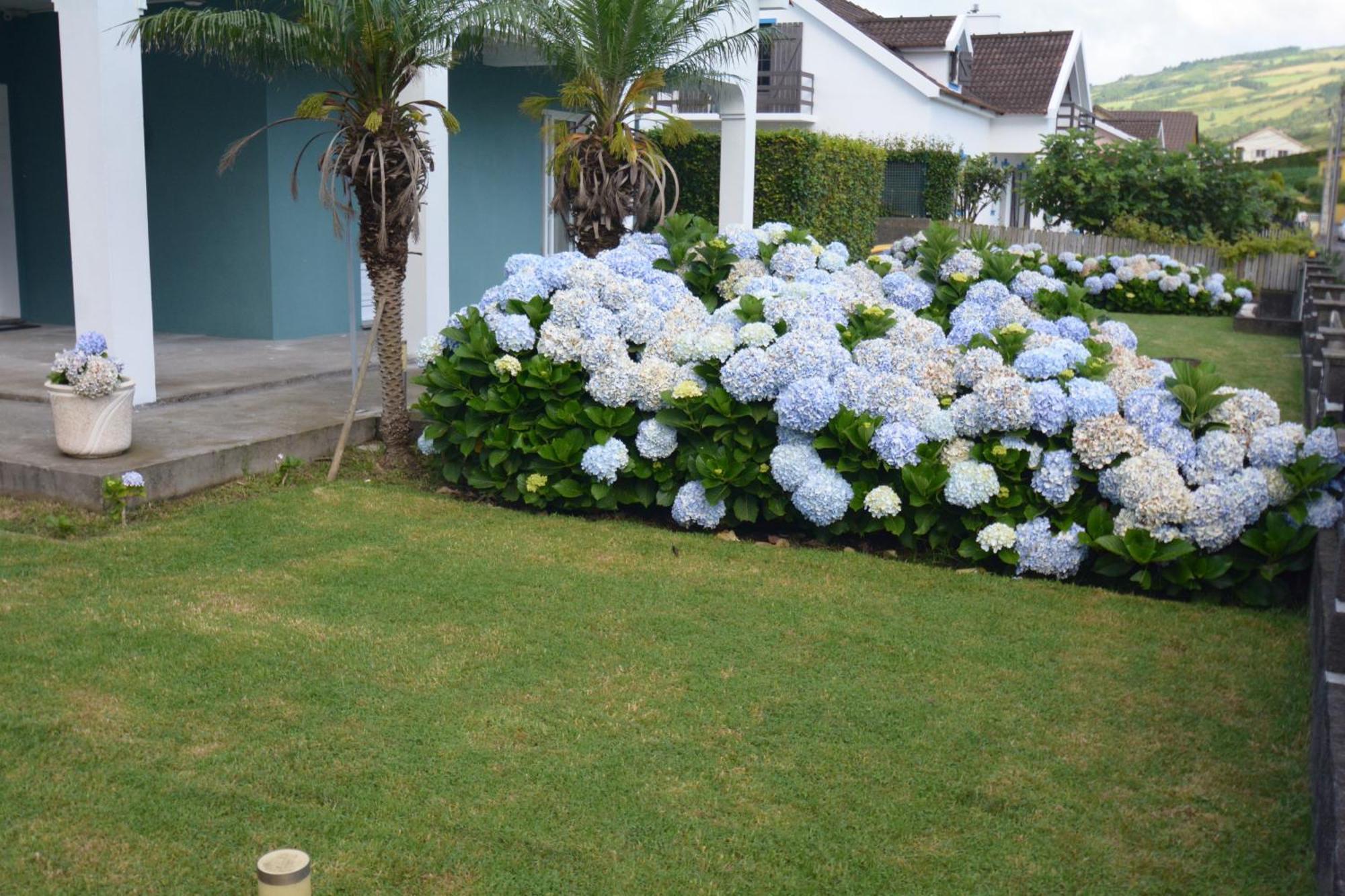 Casinha Das Hortensias Apartment Horta  Exterior foto